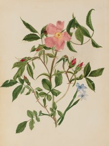 Églantier et herbe aux yeux bleus Rosa species et Sisyrinchium species - Mary Vaux Walcott