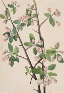 Pommier sauvage Malus coronaria - Mary Vaux Walcott