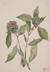 Saule Salix - Mary Vaux Walcott