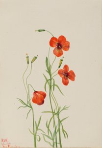 Coquelicot du vent Stylomecon heterophylla, 1926 - Mary Vaux Walcott