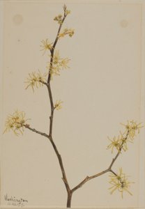 Hamamélis (Hamamelis virginiana) - Mary Vaux Walcott