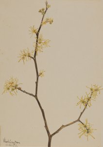 Hamamélis de Virginie, 1917 - Mary Vaux Walcott