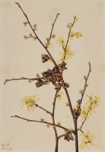 Hamamélis (Hamamelis virginiana) - Mary Vaux Walcott