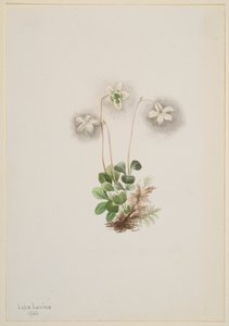 Dryade Moneses uniflora, 1902 - Mary Vaux Walcott