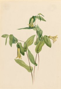 Sentinelles des bois (Uvularia perfoliata) - Mary Vaux Walcott