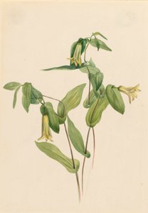 Clochettes de bois Uvularia perfoliata, n.d. - Mary Vaux Walcott