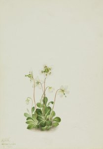 Nymphe des bois (Moneses uniflora) - Mary Vaux Walcott
