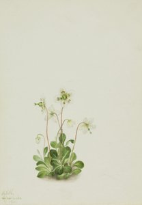 Nymphe des bois Moneses uniflora, 1925