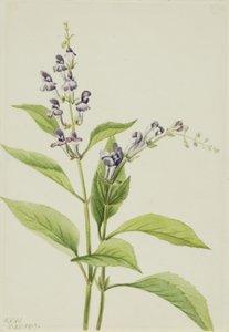 Scutellaire des bois (Scutellaria serrata)