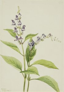 Scutellaria serrata, 1917 - Mary Vaux Walcott