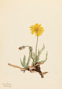 Agoseris laineuse, 1919 - Mary Vaux Walcott