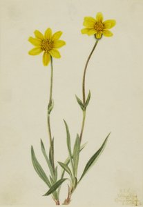 Arnica laineux (Arnica tomentosa) - Mary Vaux Walcott
