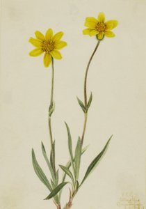 Arnica Laineuse - Mary Vaux Walcott