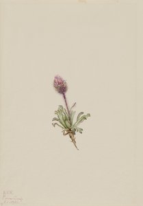 Vergerette laineuse Erigeron lanatus, 1921 - Mary Vaux Walcott