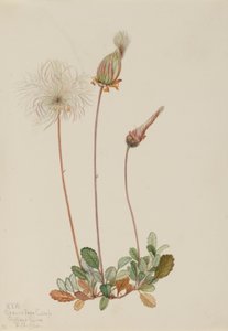 Dryade jaune (fruit) (Dryas drummondii) - Mary Vaux Walcott