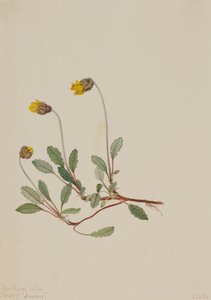 Dryade jaune Dryas drummondii - Mary Vaux Walcott