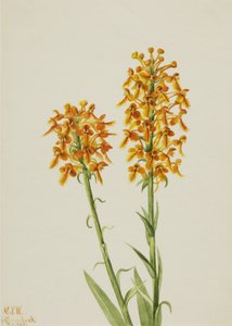 Orchidée à franges jaunes Habenaria ciliaris - Mary Vaux Walcott