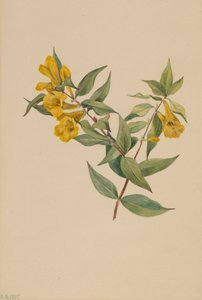 Jessamine jaune Gelsemium sempervirens - Mary Vaux Walcott