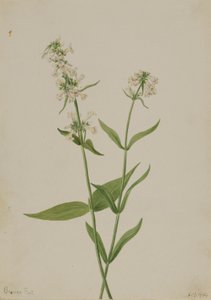 Pentstemon jaune (Pentstemon confertus) - Mary Vaux Walcott