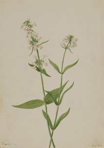 Pentstemon jaune, 1904 - Mary Vaux Walcott