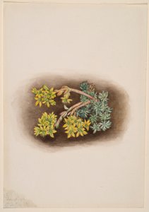 Sédum sténopétale (Sedum stenopetalum) - Mary Vaux Walcott