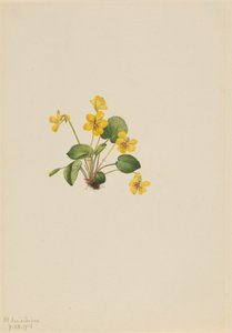 Violette jaune - Mary Vaux Walcott