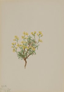 Herbe de saule jaune, 1922 - Mary Vaux Walcott