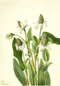 Yerba Mansa Anemopsis californica, 1934 - Mary Vaux Walcott