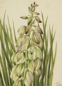 Yucca, 1928
