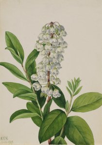 Zénobie (Zenobia cassinifolia)