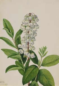 Zenobia cassinifolia, 1927
