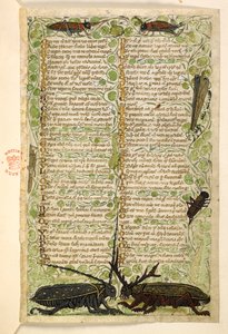 Coléoptères cornus, grillons et criquet. Traité sur les vertus et les vices, et une histoire anonyme en prose de la Sicile (fragment) - Master of the Cocharelli Codex