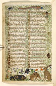 Lapins et insectes, y compris une chenille, une libellule et un papillon de nuit, d