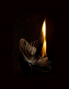 Burning Butterfly 13, 2013 (Lambda print)