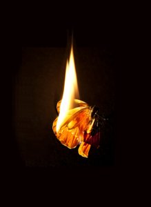 Burning Butterfly 17, 2013 (Lambda print)
