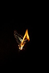 Burning Butterfly 1, 2013 (Lambda print)