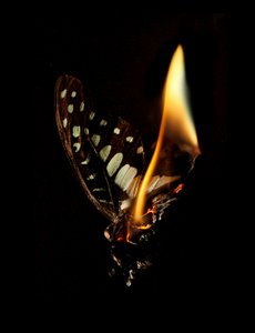 Burning Butterfly 24, 2013 (Lambda print)