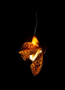 Burning Butterfly 25, 2013 (Lambda print) - Mat Collishaw