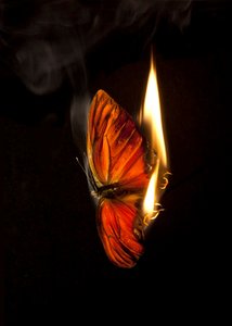 Burning Butterfly 4, 2013 (Lambda print) - Mat Collishaw
