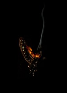 Burning Butterfly 5, 2013 (Lambda print) - Mat Collishaw