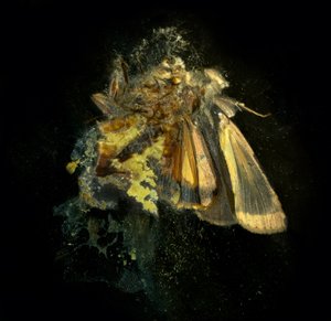 Insecticide 12, 2006 (photographie de type C) - Mat Collishaw