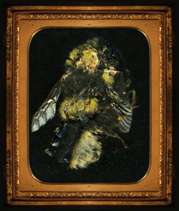 Insecticide 2, 2006 (photographie de type C) - Mat Collishaw