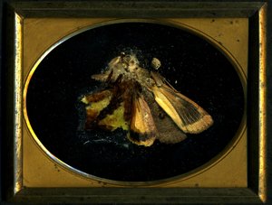 Insecticide 8, 2006 (photographie de type C) - Mat Collishaw