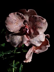 Venal Muse, Impetus, 2012 (résine, peinture émaillée, bois, verre, acier) - Mat Collishaw