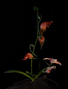 Muse vénale, Lafage, 2012 (résine, peinture émaillée, bois, verre, acier) - Mat Collishaw