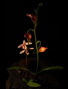 Muse vénale, Lafage, 2012 (résine, peinture émaillée, bois, verre, acier) - Mat Collishaw