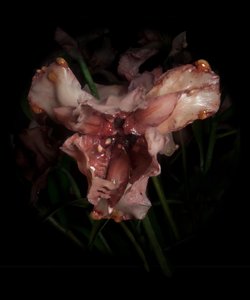 Muse vénale, Viridor, 2012 (résine, peinture émaillée, bois, verre, acier) - Mat Collishaw