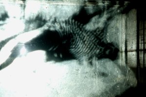 Wormery, 2009 (bois, verre, acier, projecteur et lecteur) - Mat Collishaw