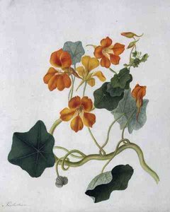 Tropaeolum - Matilda Conyers