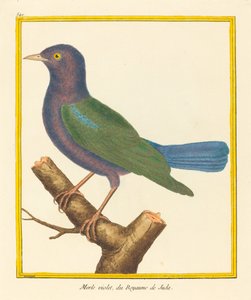 Merle Violet, du Royaume de Juda - Matinet